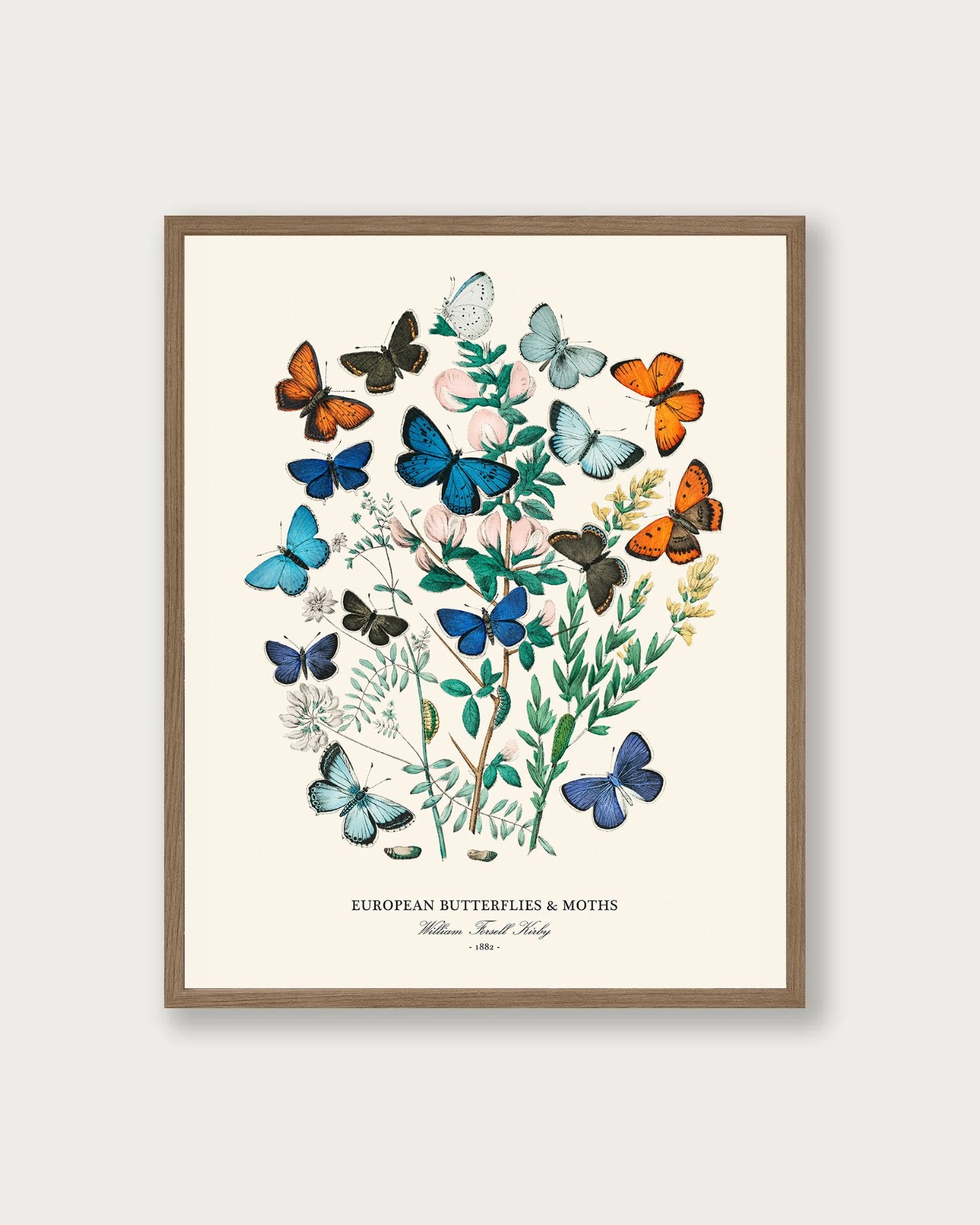 "Butterflies & Moths" Art Print - Lidia's