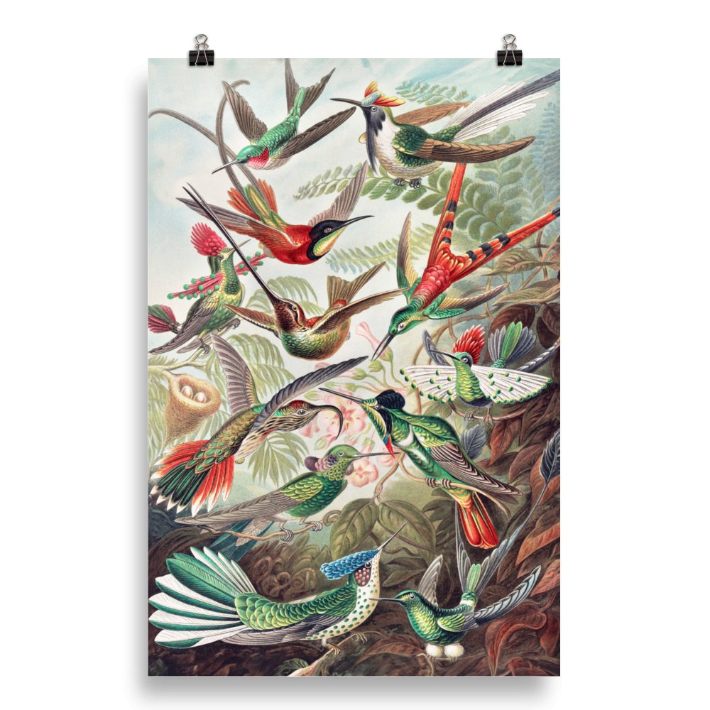"Hummingbirds" Art Print - Lidia's