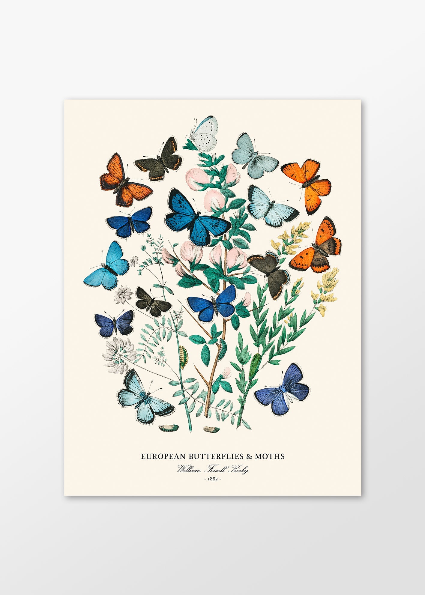 "Butterflies & Moths" Art Print - Lidia's