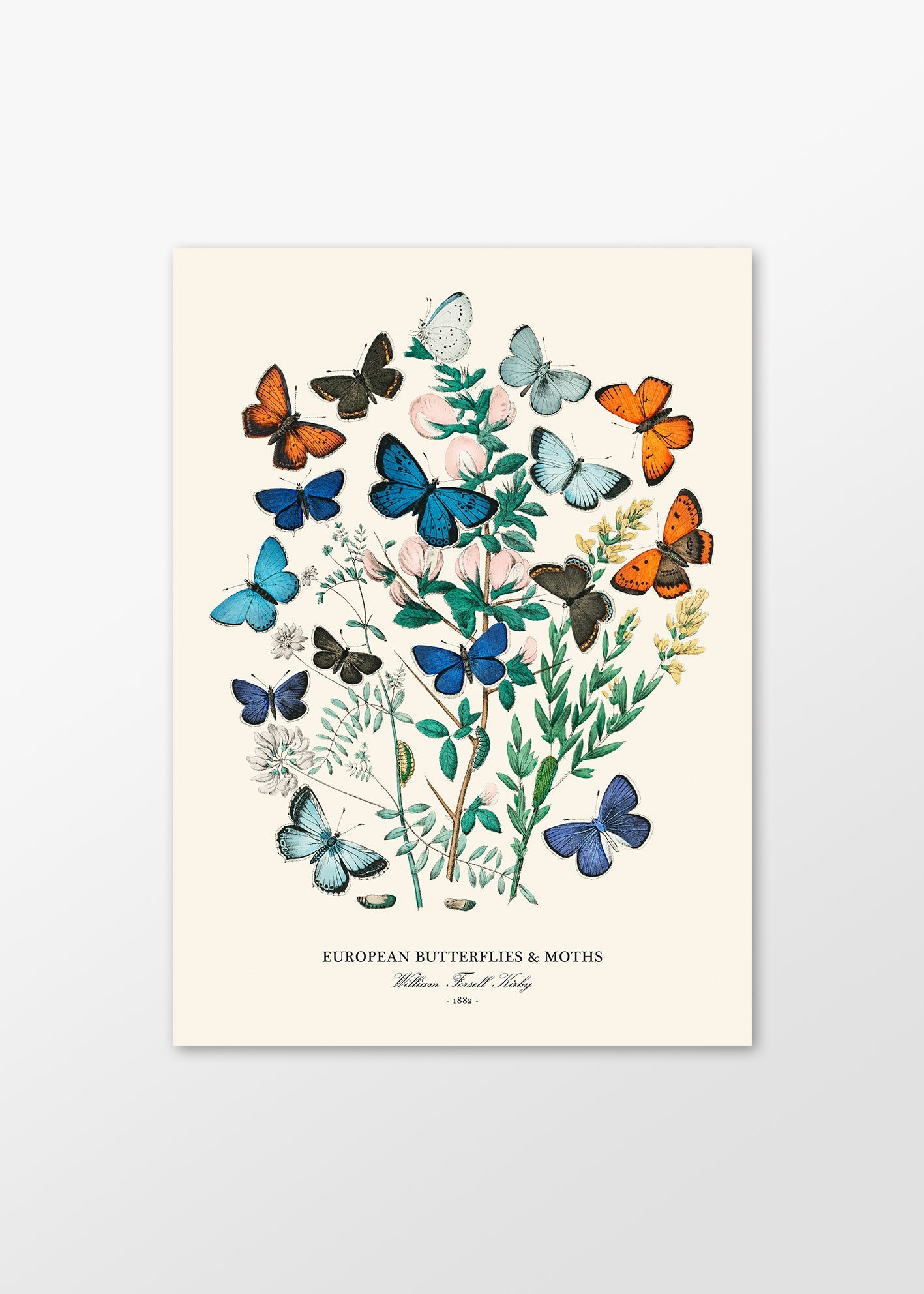 "Butterflies & Moths" Art Print - Lidia's