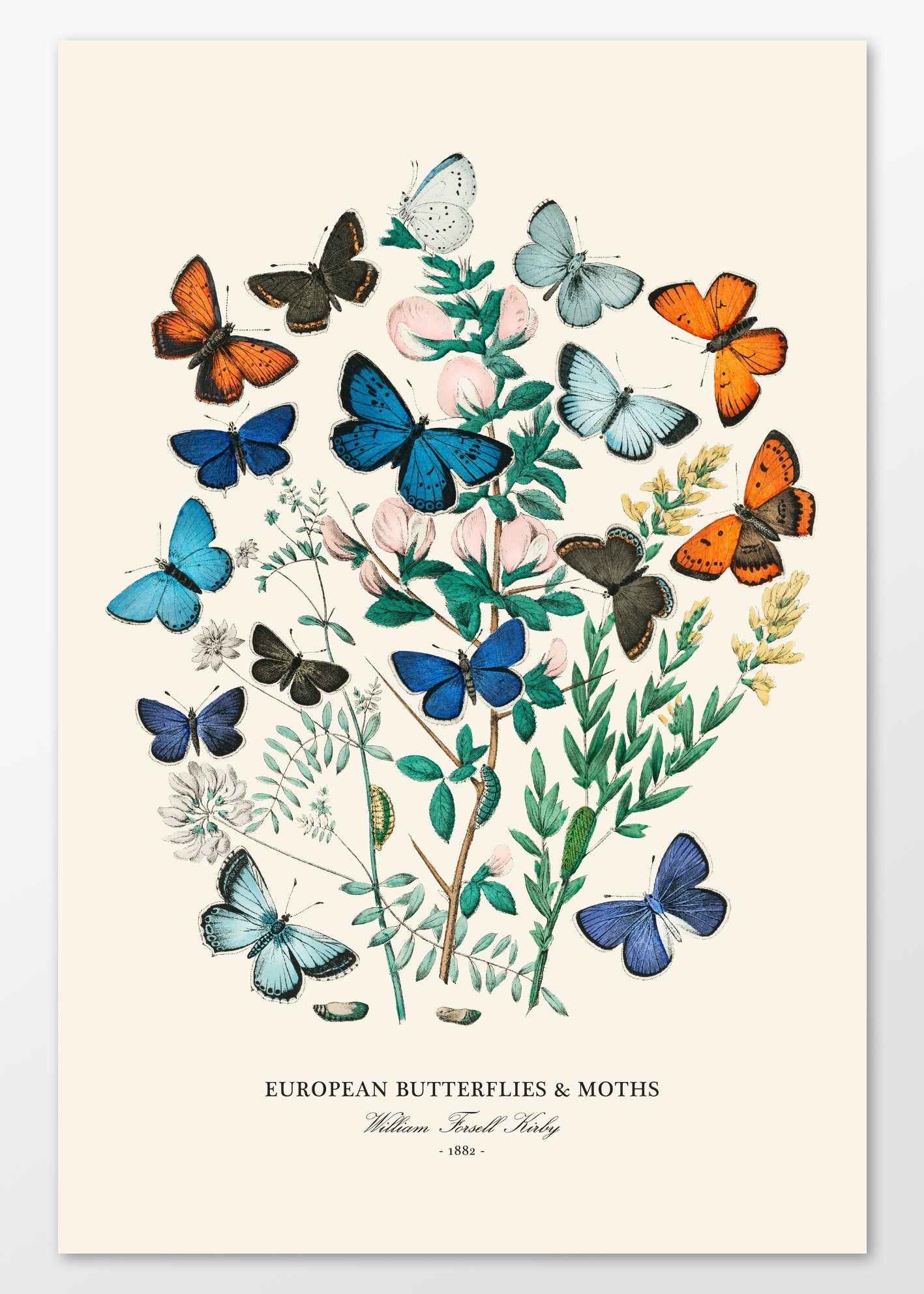 "Butterflies & Moths" Art Print - Lidia's