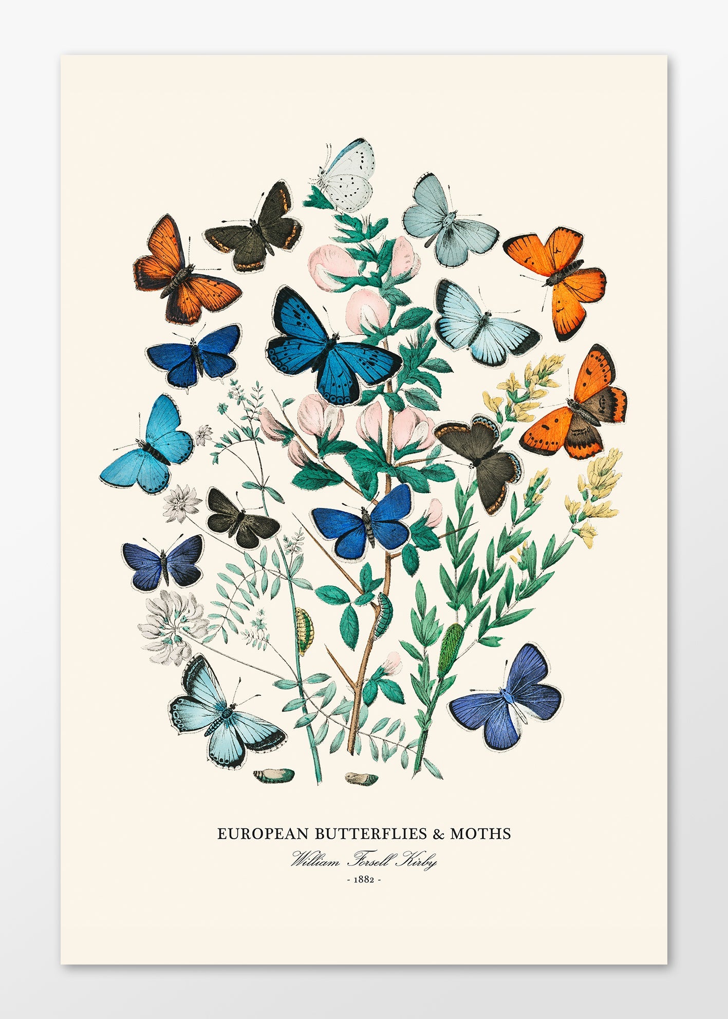 "Butterflies & Moths" Art Print - Lidia's