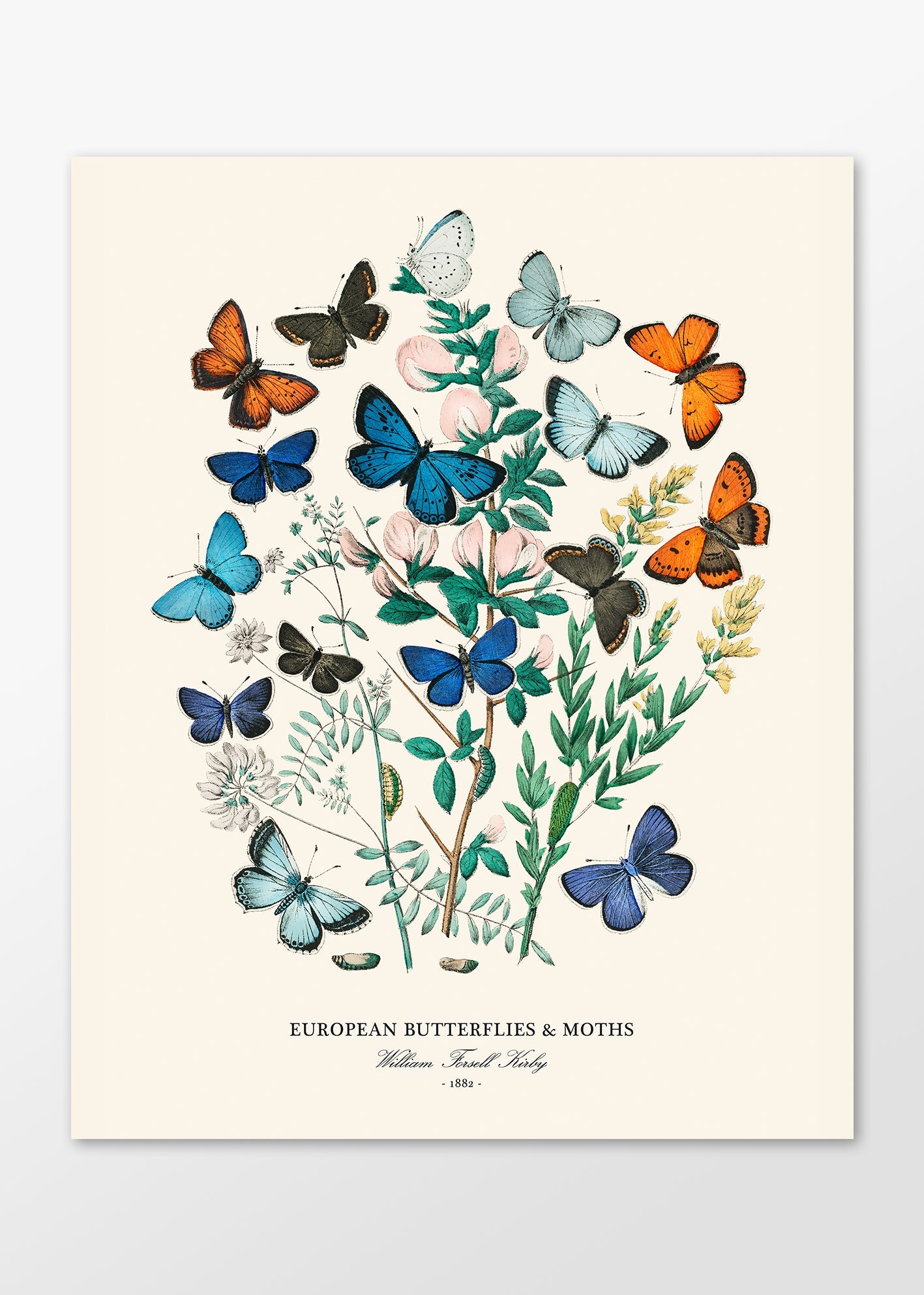 "Butterflies & Moths" Art Print - Lidia's